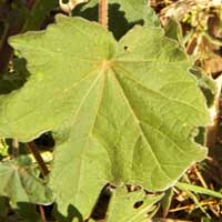 leaf of common hollyhock, Alce rosea, photo © Michael Plagens