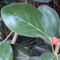 leaves and fruit of Ficus bengalensis photo © Michael Plagens