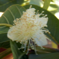 close-up of flower, Psidium guajava, photo © Michael Plagens