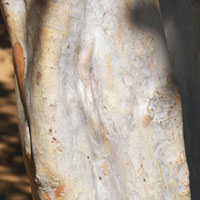 trunk and bark of Psidium guajava photo © Michael Plagens