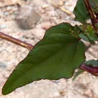 leaves of Boerhavia coccinea, photo © Michael Plagens