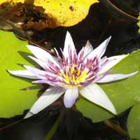 a water lily at a fresh water pond near Mombasa, Nymphaea sp., photo © Michael Plagens