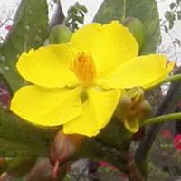 Ochna sp. on the grounds of Gede Ruins, Kenya, photo © Michael Plagens