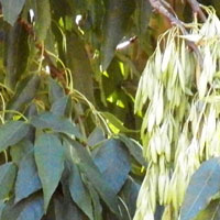 an exotic tree from North America in Kenya, photo © Michael Plagens