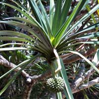 Screw Pine, Pandanus utilis, photo © Michael Plagens