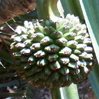 Spherical cluster of Pandanus fruits, photo © Michael Plagens