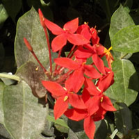 ornamental rubiaceae, Ixora coccinea, Kenya, photo © Michael Plagens