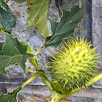 fruit of Datura stramonium, photo © Michael Plagens