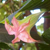 flower of Brugmansia, photo © Michael Plagens