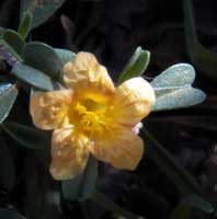 Sida cuneifolia from Kenya, photo © Michael Plagens