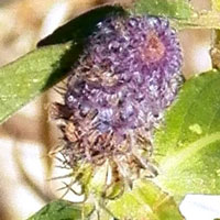 a possible Pycnostachys from Rift Valley highlands, photo © Michael Plagens