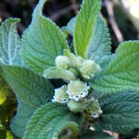 Lippia sp. photo © Michael Plagens