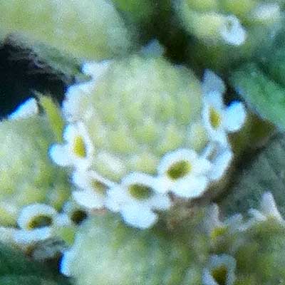 inflorescence of Lippia photo © Michael Plagens