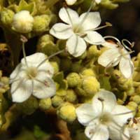 a possible Cordia sp. from the Rift Valley, in East Africa, photo © Michael Plagens