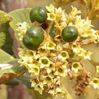 inflorescence with fruit of a Cordia photo © Michael Plagens