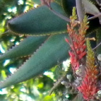 Aloe sp. on a cliff face photo © Michael Plagens