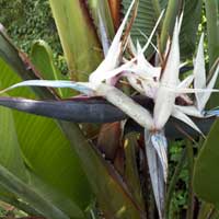 flowers and bracts of Ravenala, photo © Michael Plagens