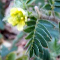 flower of Tribulus terestris, photo © Michael Plagens