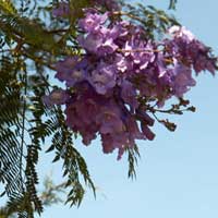 Jacaranda, a frequent ornamental tree, in East Africa, photo © Michael Plagens