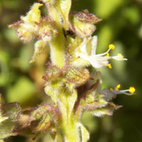 Spur-Flower, Plectranthus sp., Kenya, photo © Michael Plagens