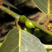 maturing fruit of Bridelia micrantha, photo © Michael Plagens