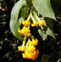 Or better, Orange Cestrum, Cestrum aurantiacum, photo © Michael Plagens