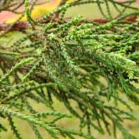 stems and scale-like leaves of Juniperus procera are derived from swollen, fleshy scales, photo © Michael Plagens