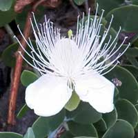 sandmat spurge in Nairobi, Kenya, photo © Michael Plagens