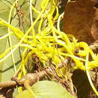 Golden Dodder, Cuscuta sp., photo © Michael Plagens