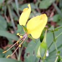 Clinging Aneilema, in Kenya, photo © Michael Plagens