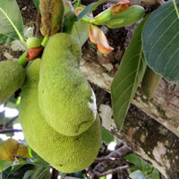 Jack Fruit, Artocarpus heterophyllus, photo © Michael Plagens