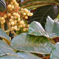 Natal Mahogany in Kenya, Trichilia emetica, photo © Michael Plagens