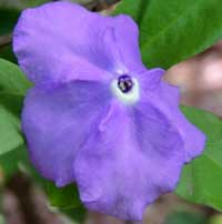 Vinca Major from Kenya, photo © Michael Plagens