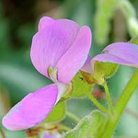 flower detail of Desmodium uncinatum, photo © Michael Plagens