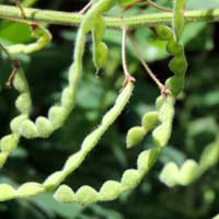 segmented seed pods of Desmodium uncinatum, photo © Michael Plagens