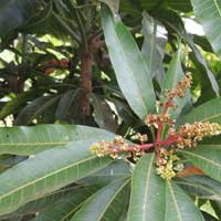 Mango, Mangifera indica, from Kenya, photo © Michael Plagens