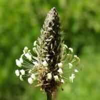 a common garden weed in the moister highlands in Kenya, photo © Michael Plagens