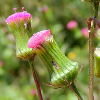 a pink-flowered ragwort, Senecioneae, photo © Michael Plagens