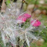 a pink-flowered ragwort, Senecioneae, photo © Michael Plagens