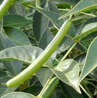 Terrate seed pods of Arsenic Bush, photo © Michael Plagens