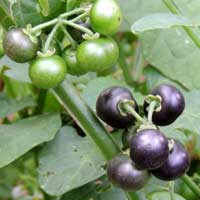 Black Nightshade, Solanum nigrum, photo © Michael Plagens
