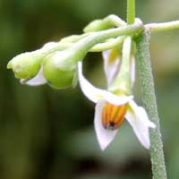 flower of Solanum nigrum, photo © Michael Plagens
