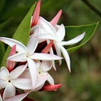 Open blooms of Carissa edulis from Kenya, photo © Michael Plagens