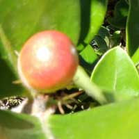 ripening fruit of Carissa edulis from Kenya, photo © Michael Plagens