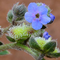 Cynoglossum in Boraginaceae photo © Michael Plagens