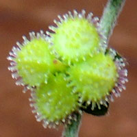 burred fruit of Cynoglossum in Boraginaceae photo © Michael Plagens