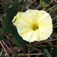 Better name would be the Pastel Morning Glory, photo © Michael Plagens