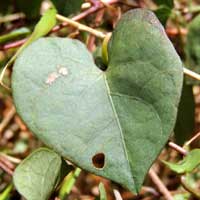 leaf of morning-glory photo © Michael Plagens