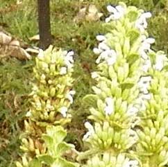 pasture weed Spur-Flower, Plectranthus sp., Kenya, photo © Michael Plagens