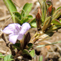 a grazing tolerant acanthaceae from Kenya, photo © Michael Plagens
